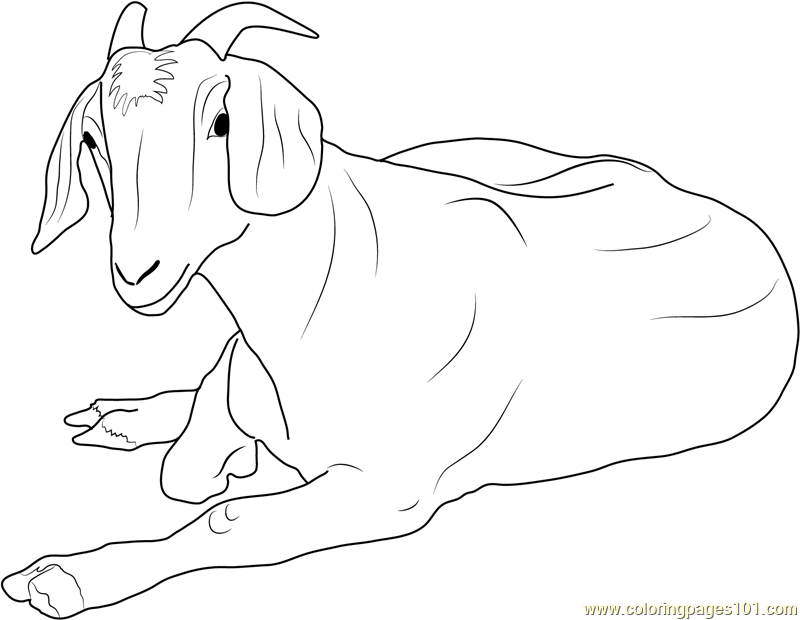 Goat Relaxing Coloring Page for Kids - Free Goat Printable Coloring