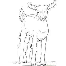 Baby Goat Free Coloring Page for Kids