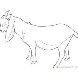 Charlie Goat Free Coloring Page for Kids