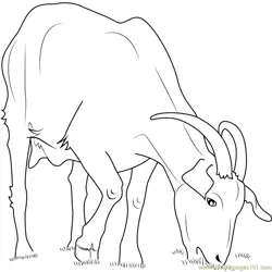Domestic Goat Free Coloring Page for Kids