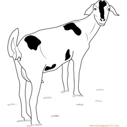 Goat Looking Back Free Coloring Page for Kids