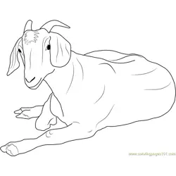 Goat Relaxing Free Coloring Page for Kids