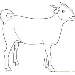 Indian Goat Free Coloring Page for Kids