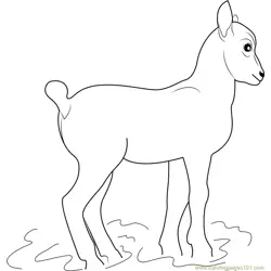 Little Goat Free Coloring Page for Kids