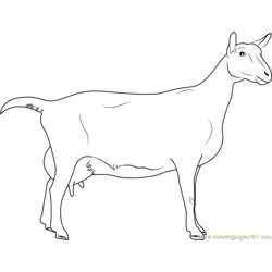 Saanen Breeds of Goat Free Coloring Page for Kids