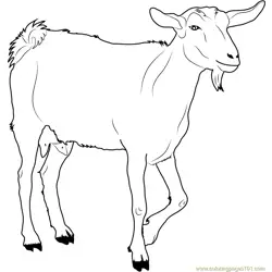 White Goat Free Coloring Page for Kids