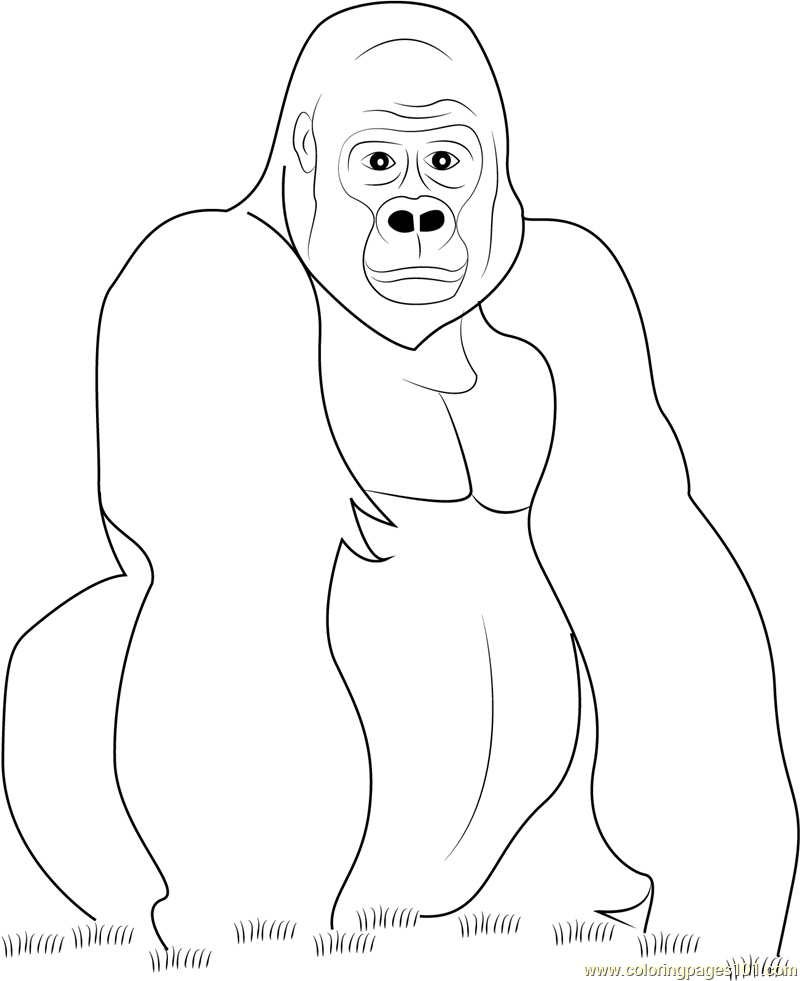 Gorilla Look At You Coloring Page For Kids Free Gorilla Printable
