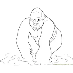 Gorilla in Water Free Coloring Page for Kids