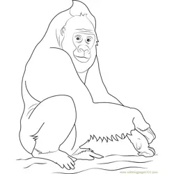 Western Gorilla Free Coloring Page for Kids