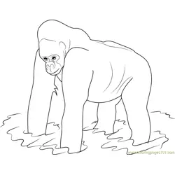 Western Lowland Gorilla Free Coloring Page for Kids