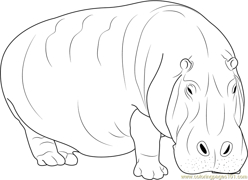 Adult Hippopotamus Coloring Page for Kids - Free Hippopotamus Printable