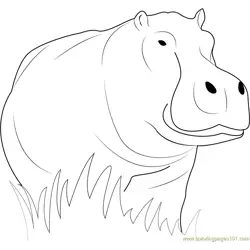 Hippopotamus Loking Free Coloring Page for Kids