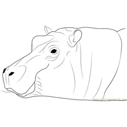 Hippopotamus amphibius Free Coloring Page for Kids