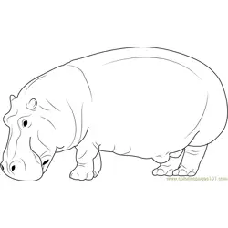 Wild Hippopotamus Free Coloring Page for Kids