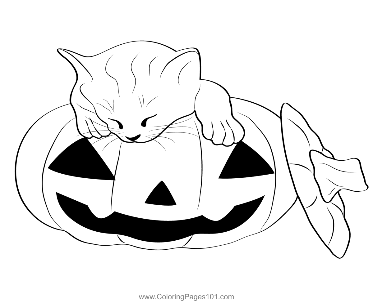 Cat over Pumpkin