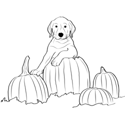 Dog With Pumpkin Puppy Free Coloring Page for Kids