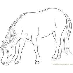 Good Looking Horse Free Coloring Page for Kids