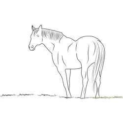 Horse looking something Free Coloring Page for Kids