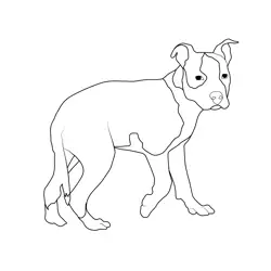 American Dog Free Coloring Page for Kids