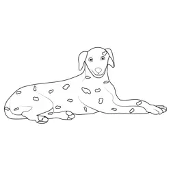 Dalmatian Dog Free Coloring Page for Kids