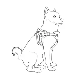 Japanese Breed Dog Free Coloring Page for Kids
