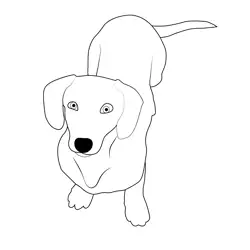 Purebred Dog Free Coloring Page for Kids