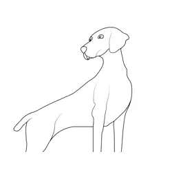 Weimaraner Hunting Dog Free Coloring Page for Kids