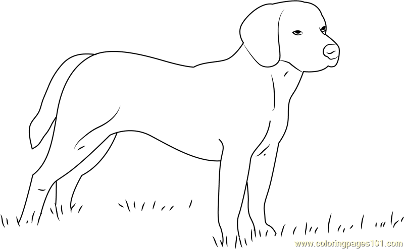 Beagle Dog Coloring Page for Kids - Free Dog Printable Coloring Pages