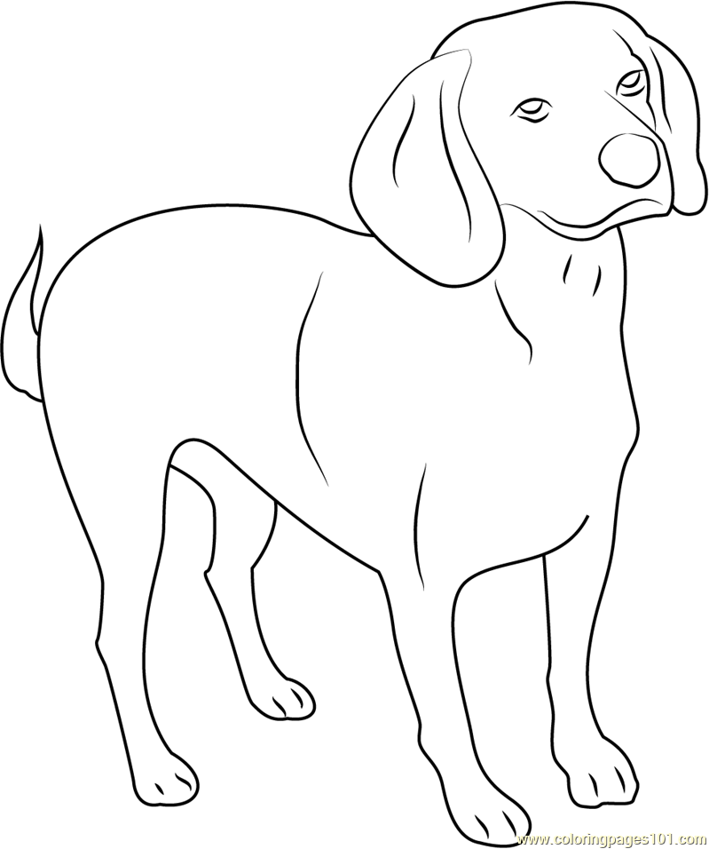 Beagle English Purebred Dog Coloring Page for Kids - Free Dog Printable