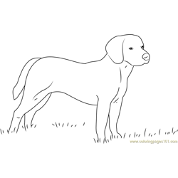 Beagle Dog Free Coloring Page for Kids