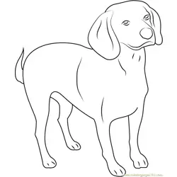 Beagle English Purebred Dog