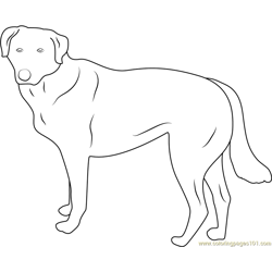 Blackhead Dog Free Coloring Page for Kids