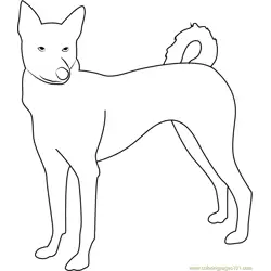 Canaan Dog Looking Me Free Coloring Page for Kids