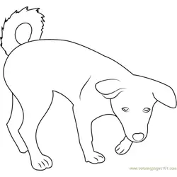 Canaan Dog Puppy Free Coloring Page for Kids