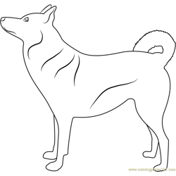 Canaan Dog Free Coloring Page for Kids