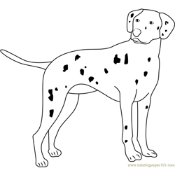 Dalmatian Free Coloring Page for Kids