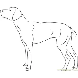 Doberman Free Coloring Page for Kids