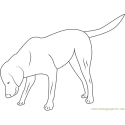 Dog Looking Somethings Free Coloring Page for Kids