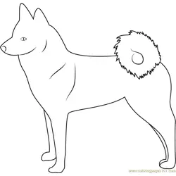 Finnish Spitz Free Coloring Page for Kids