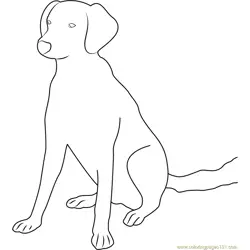 Good Looking Dog Free Coloring Page for Kids