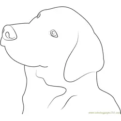 Great Swiss Mountain Dog Free Coloring Page for Kids
