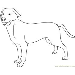 Greater Swiss Mountain Dog Free Coloring Page for Kids