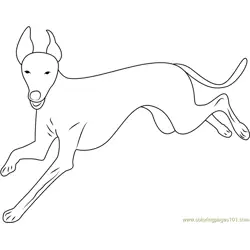 Italian Greyhound Running Free Coloring Page for Kids