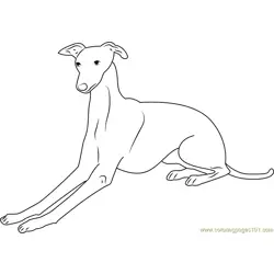 Italian Greyhound Free Coloring Page for Kids