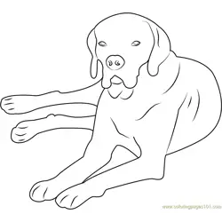 Portuguese Pointer Free Coloring Page for Kids