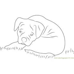 Sad Dog Free Coloring Page for Kids