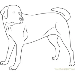 Yellow Labrador Looking new Free Coloring Page for Kids