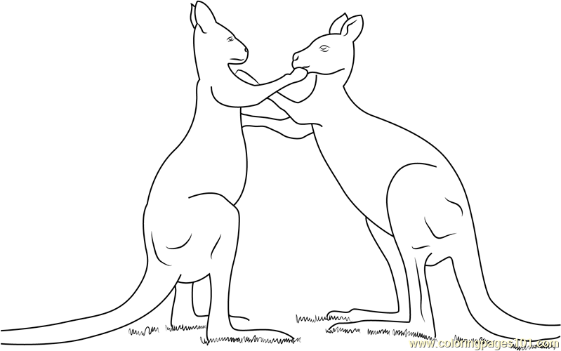 Kangaroo Play Fighting