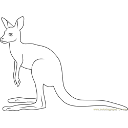 Kangaroo Look Up Free Coloring Page for Kids