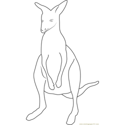Kangaroo at up see Free Coloring Page for Kids
